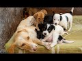 A Mother’s Love Knows No Hunger 🐶💔 | Rescue Dog Breastfeeding Puppies