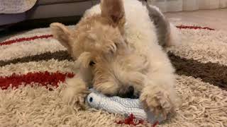Foxterrier playing with a noizy toy!!