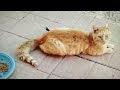 Бездомные кошки. Решение найдено. Gatti abbondanati. cè soluzione, sterilizzare e adottare.