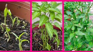 How to grow Chilli Plant from seed (With full Updates). Care and Fertilizer for plant. Glam hub.