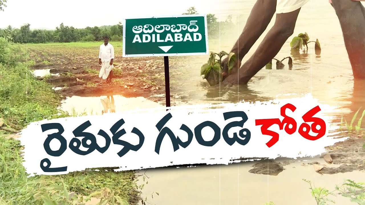 Heavy Rains Damaged Crops at Adilabad | Farmers Seek Compensation From ...