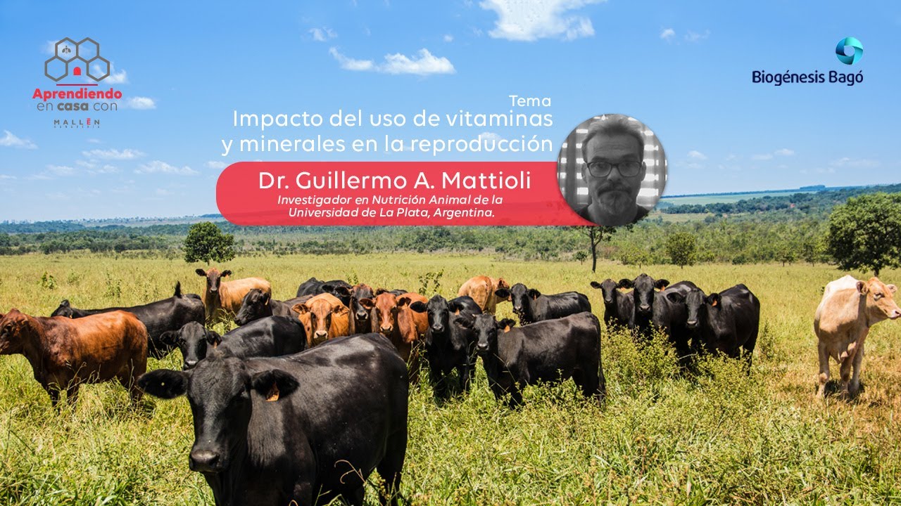 Impacto del Uso de Vitaminas y Minerales en la Reproducción Bovina