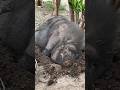 Lovely  mama wildboar pig  is pregnant. Wow she’s  so fat❤️🇹🇭🇵🇭