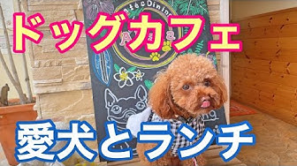 ドックカフェ Youtube