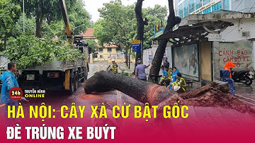 Cây xà cừ cổ thụ bật gốc đổ, đè xe buýt đang di chuyển trên phố Hà Nội, khẩn cấp sơ tán hành khách