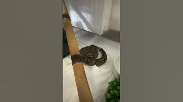 پوست اندازی مار 🐍🐍 #ballpython #burmesepython #پایتون #reptiles #ballpythonsnake #مار #python #p