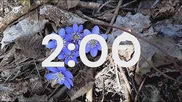 2 Minute Spring Timer with Relaxing Music, Flowers and Alarm