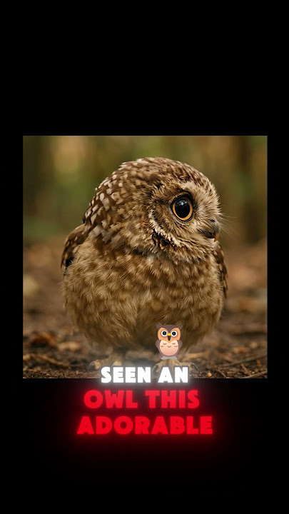 The Cutest Owl You'll Ever See! 🦉💖 #owl #motivation #birds #facts