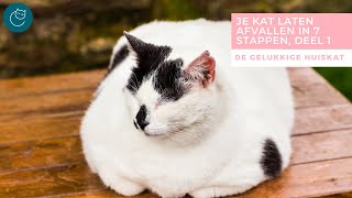 JE KAT LATEN AFVALLEN IN 7 STAPPEN, DEEL 1- De gelukkige huiskat | Kattengedrag by De gelukkige huiskat 447 views 1 month ago 5 minutes