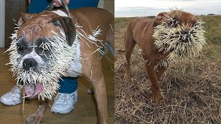 ШОК! Собака напала на ЁЖИКА