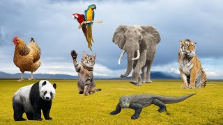 Fun Animals Playing Panda, Cat, Lion, Tiger, Hippo, Parrot, Elephant, Snake...