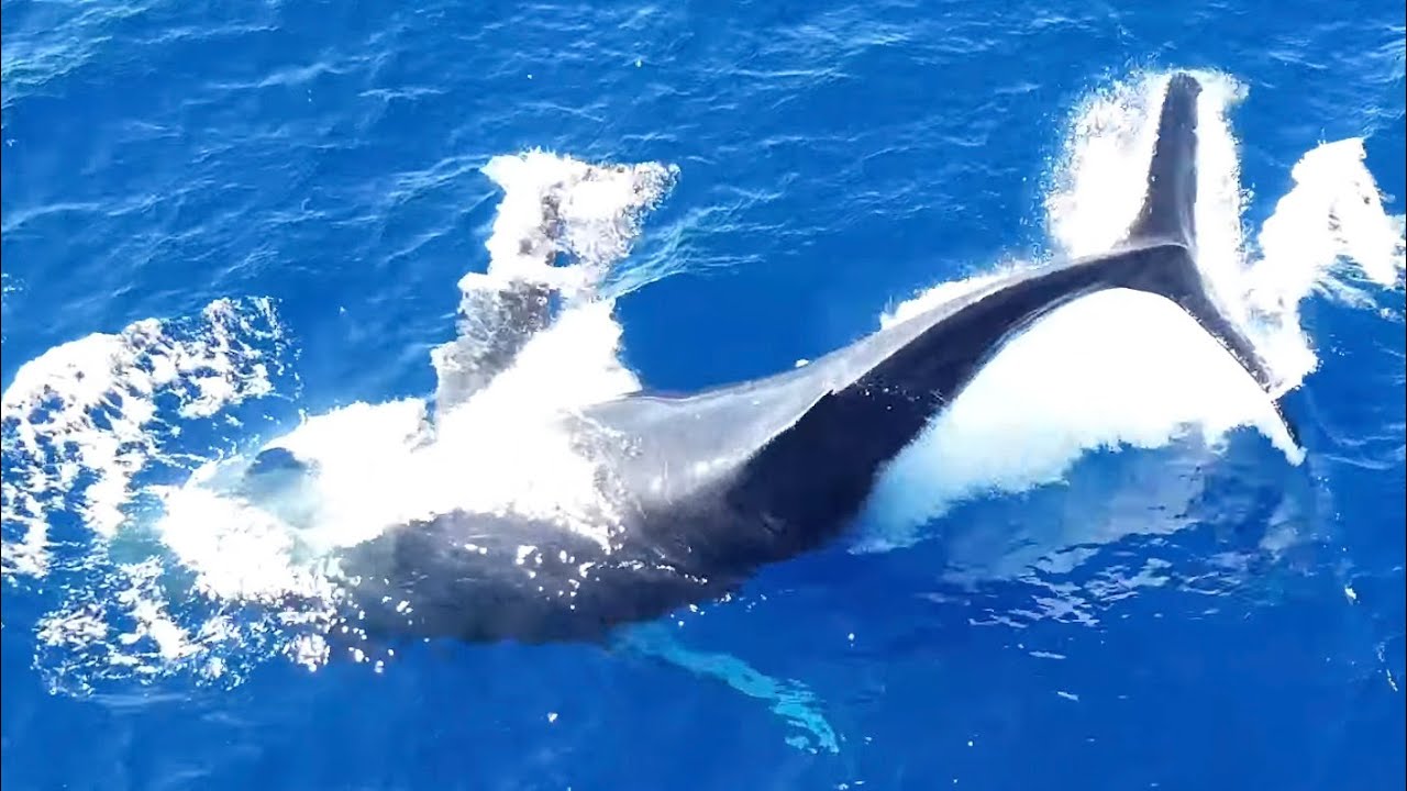 Humpbacks Spotted from the Air in Maui, Hawaii (Jan 8, 2026)