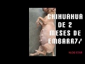 Perra Chihuahua embarazada