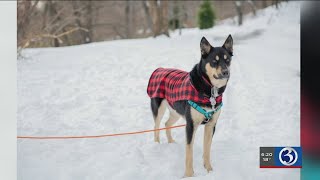 INTERVIEW: Tips for keeping your pets safe in the cold