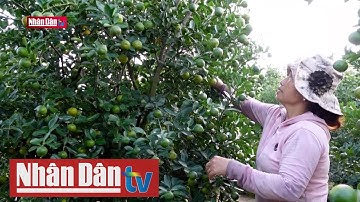 Người trồng quất tết tại Hội An vui mừng vì được giá