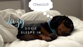 The Cutest Lazy Morning You'll Ever See With A Mini Dachshund!
