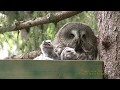 LAPPUGGLA  Great Grey Owl  (Strix nebulosa)  Klipp - 2151