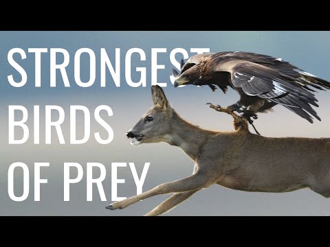 Top 5 Strongest Birds of Prey (Based on Grip Strength)