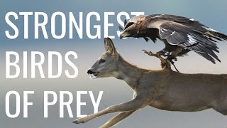 Top 5 Strongest Birds of Prey (Based on Grip Strength) - YouTube