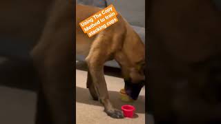 Using the Copy Method to train stacking cups. #dog #dogtraining #malinois #tricktraining #trick