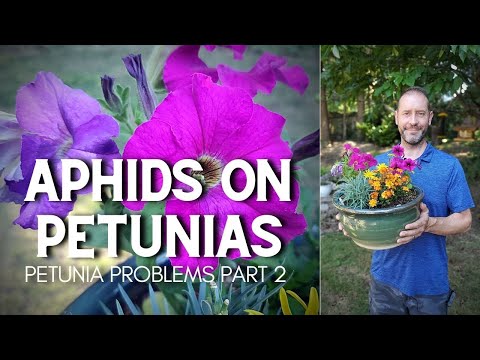 Vídeo: Cultivar petúnies: consells per a la cura de la petúnia