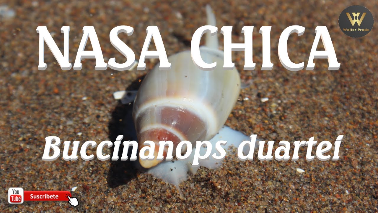 NASA CHICA Buccinanops duartei en Marisol, Prov. de Bs. As.