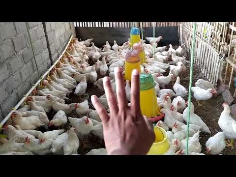 Ayam Pejatan Berebut Pakan