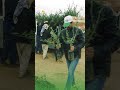 الأنبار تزرع الصحراء.