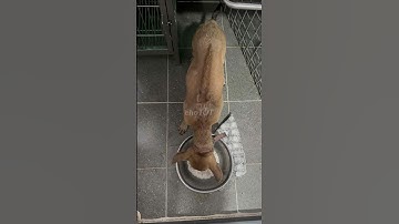 Chó Phú Quốc vàng 2 5 tháng NoPhone