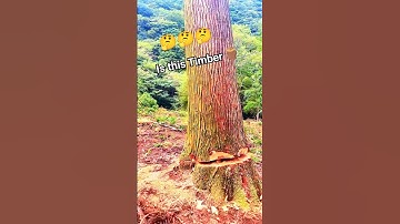 Is this Tree Timber 🪵!?#tree #fall #treecutting #treeremoval #wood #woodworking #treesapp #shorts