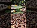👉 “How Chocolate Is Made – From Cocoa Farm to Factory!”