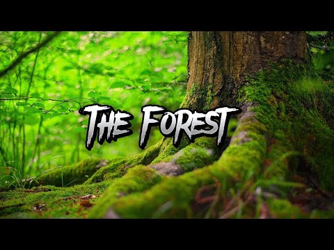The Forest | Cinematic short film | TheNatureBeauty31