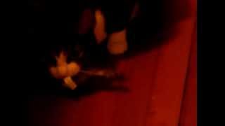 Cats Hissing at each other!