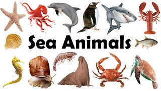 Sea Animals Name | Sea Animals | Sea Animals Name in Hindi to English |Samundari Janwaron Ke Naam