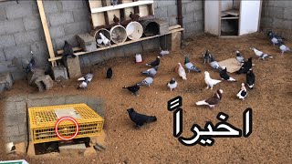 اخيراً جبت الحمام الزاجل لبيتنا الجديد🔥