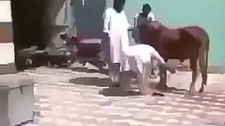 مقطع مضحك باكستاني