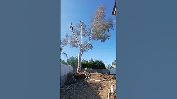 Rigging Eucalyptus Tree Removal 👍✌️ just protecting the fence
