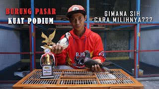 BURUNG PASAR BISA PODIUM ??? GIMANA CARA MILIHNYA??? INTIP PLAYER BJG TEAM JOGJA