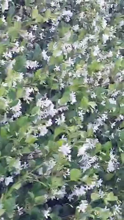 Jasmine flower scattered around #amazing #lovely #beautiful #shorts #jasmine