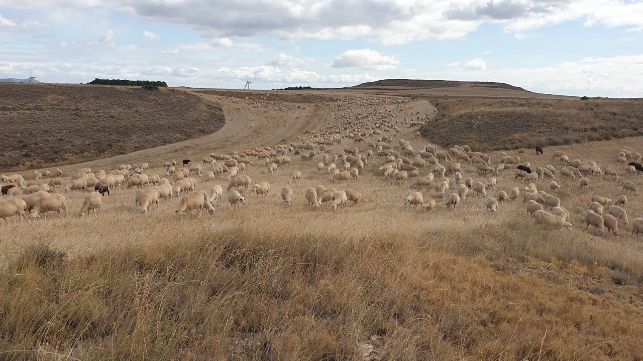 راعي الغنم في شمال إسبانيا أهل وسهلا بالجميع في قناتكم المتواضعة موضوع مهم حول الراعي
