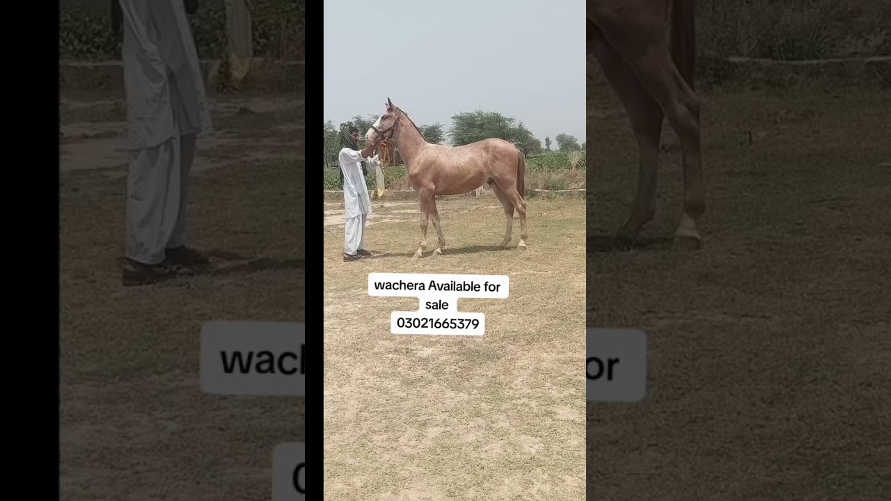 wachera For Sale Horse sale in pakistan