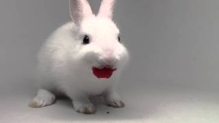 Bunny eating raspberries! So cute.
