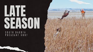 South Dakota Late Season Pheasant Hunt | Focus Outdoors