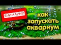 Запуск аквариума. Как правильно запустить аквариум.