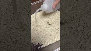 China factory tofu cat litter clumps quickly, absorbs water well, and effectively suppresses odors