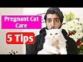 Pregnant cat care | How to take care of Pregnant Cat | 5 tips for pregnant Cat | CHUBBY MEOWS