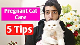 Pregnant cat care | How to take care of Pregnant Cat | 5 tips for pregnant Cat | CHUBBY MEOWS