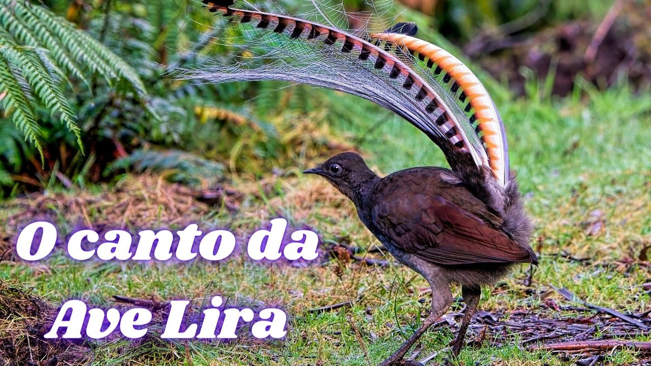 O Canto da Ave Lira Soberba Ave Immitadora YouTube