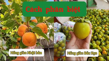 Hướng Dẫn Cách Phân Biệt Giữa Hồng Giòn Nhật Bản Và Hồng Giòn Bắc Kạn Cực Kỳ Đơn Giản