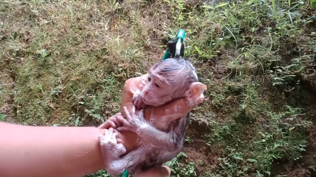 MEMBIASAKAN BABY MONPAI MANDI AIR DINGIN 🐒